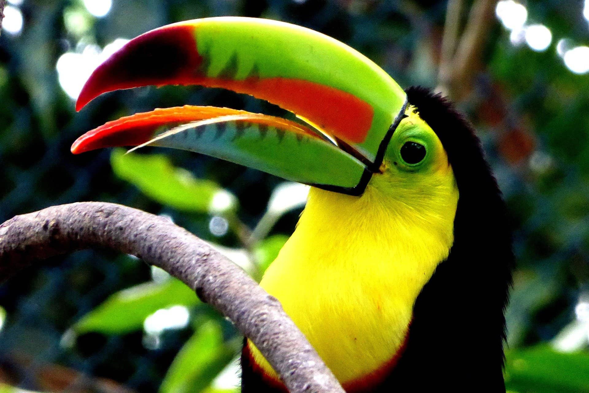 Kolombiya Kuşları